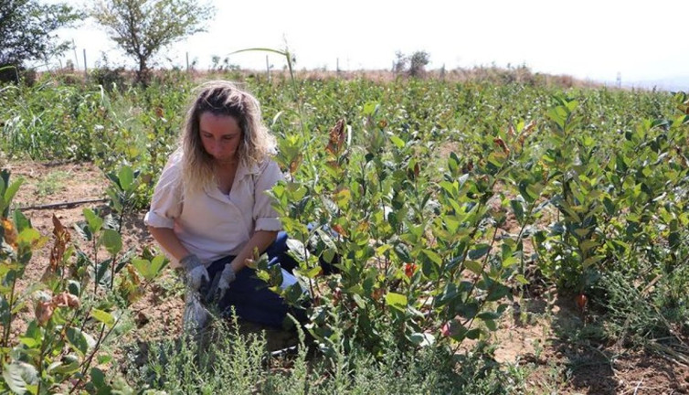Her dalı meyveden yıkılıyor kilosu 100 TL'den satılıyor. Yaşlanmayı geciktiriyor. Bakım bile istemiyor