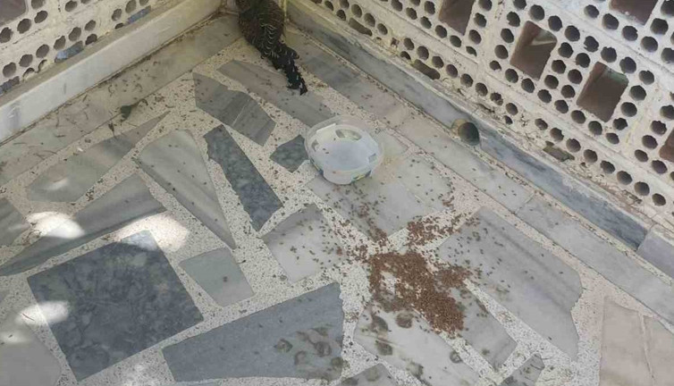 Yaralı ebabil kuşuna itfaiyeden şefkat eli