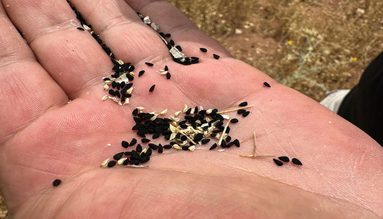 Çörek Otu nedir? nasıl tüketilmeli? Bağışıklık sistemini koruyan doğal destek