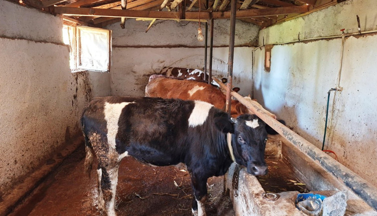 Şap hastalığı ortaya çıktı. 19 köy, 6 mahalle karantinada