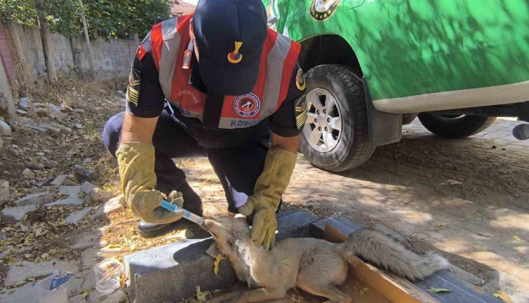 Yaralı tilki jandarmadan şefkat eli: Seferber oldular!