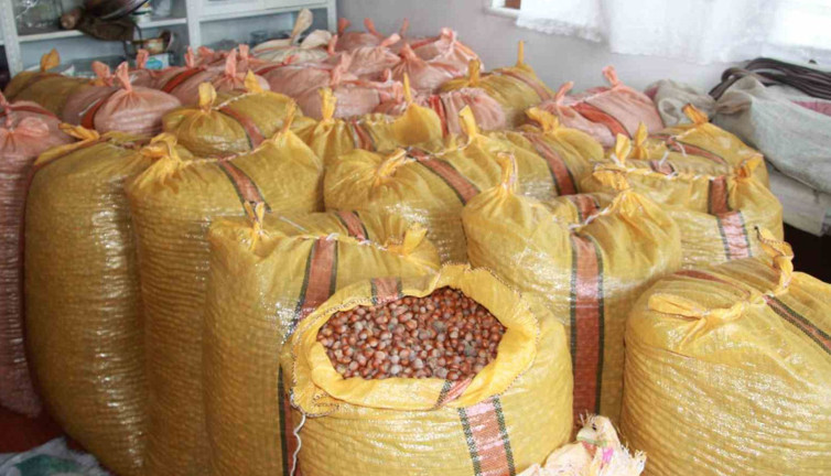 Fındık üreticilerinin "artış" beklentisi: Evde depoluyorlar!