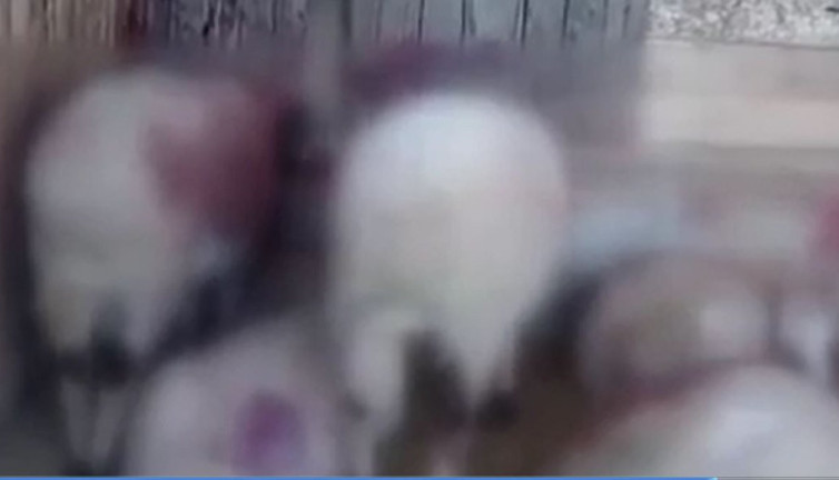 Bakanlığın kurtları kuzuları parçaladı