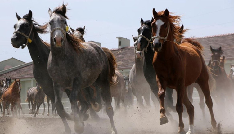 15 safkan Arap koşu tayı satılacak