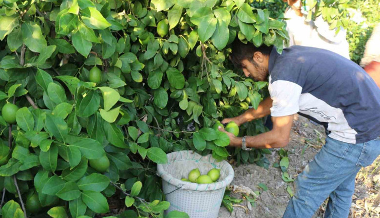 Hasat 25 ve 27 Eylül tarihlerinde başladı! İhracat 2 Ekim'de başlayacak