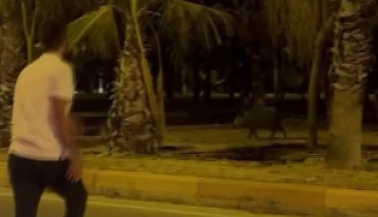 Vatandaş havladı domuz sürüsü kaçtı