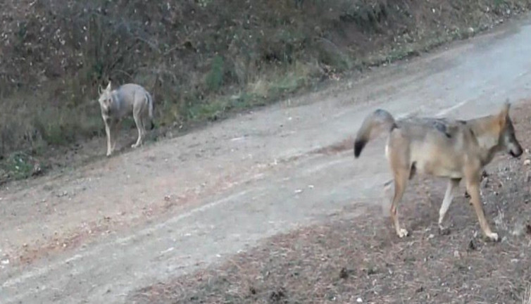 Ormanda yiyecek arayan kurtlar fotokapana yakalandı!