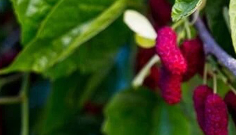 'Padişahların şekeri' cildin fısıltısı, kalbin iksiri