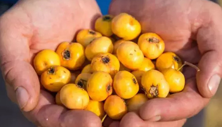 Sonbaharın şifa kaynağı! Bağışıklık dostu nerede yetişir, nasıl tüketilmeli?