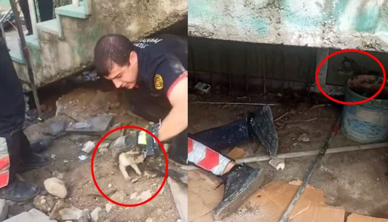 Anne kedinin yavrusunu bekleyişi yürek dağladı! Cizre itfaiyesi seferber oldu