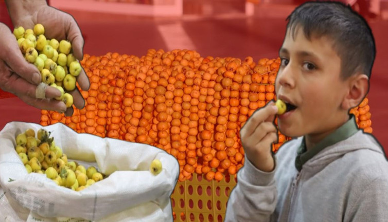 Sivas’ın şifa hazinesi alıç meyvesi tezgâhlarda: Kendisi küçük, faydası büyük! Doğal şifa deposu