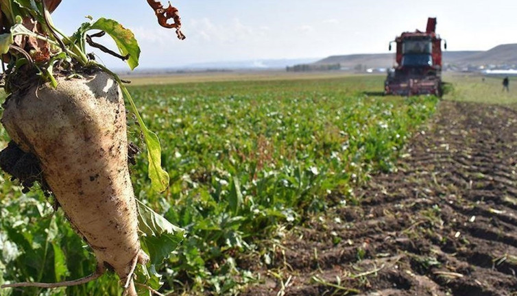 TürkŞeker, şeker pancarı alım fiyatını güncelledi