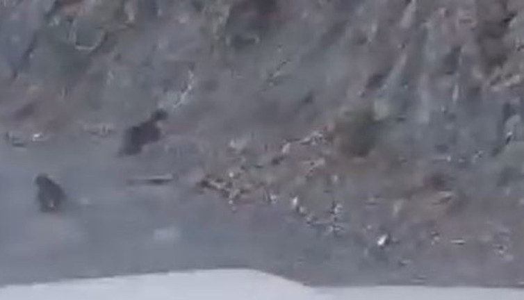 Anne ayı yavrusunu kurtardı: Bolu Ormanı'nda korku filmi gibi kaçış!