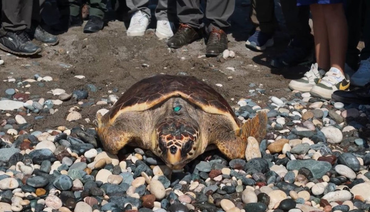 Yaralı 9 deniz kaplumbağası yeniden denizle buluştu! O anlar kameraya alındı