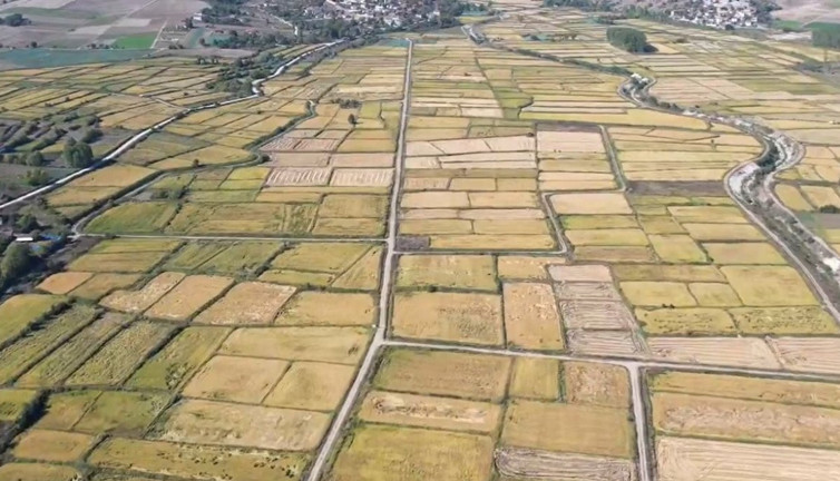 Çeltik hasadı başladı