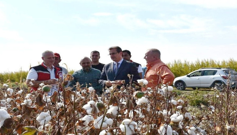 ‘Beyaz Altın’da ilk hasat!