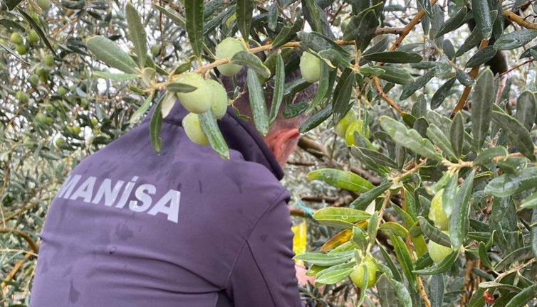 Manisa’da zeytincilere kritik uyarı!