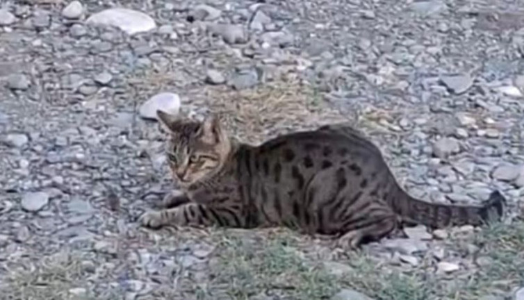 "Kedi fareyle oynar gibi" sözü Adana'da gerçek oldu!