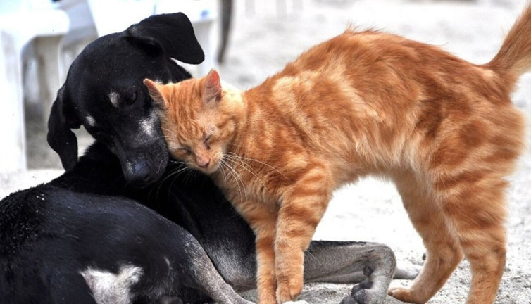 İBB ve İstanbul Vakfı harekete geçti! Sahipsiz kalmayacaklar