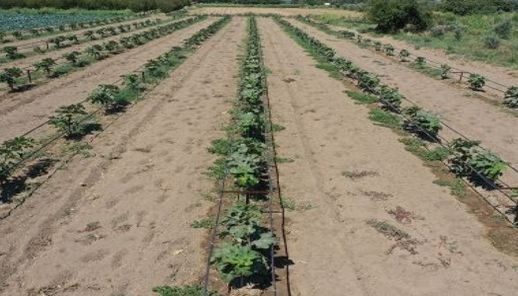 Türkler tadına bile bakamıyor Avrupalı hapur hupur yiyor. Kraliçe Elizabeth de ölmeden önce yemişti