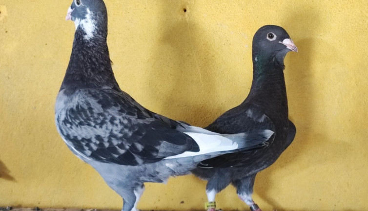 2 güvercini bulana 100 bin TL ödül