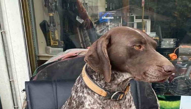 Bafra'da kayıp köpek alarmı: Kurzuar cinsi eğitimli av köpeği ortadan kayboldu!