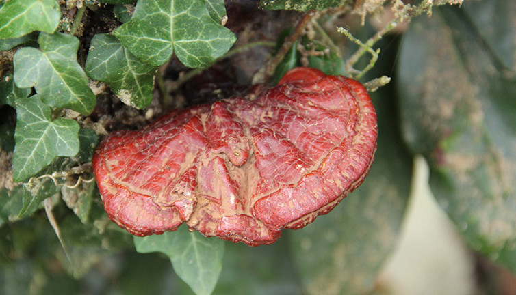 4 yıl aradı, ‘ölümsüzlük mantarı’nı buldu