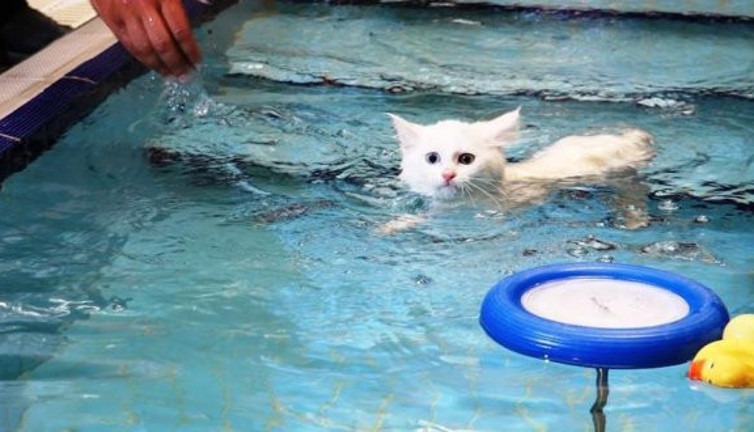 Van kedilerinin havuz keyfi İngiliz basınında