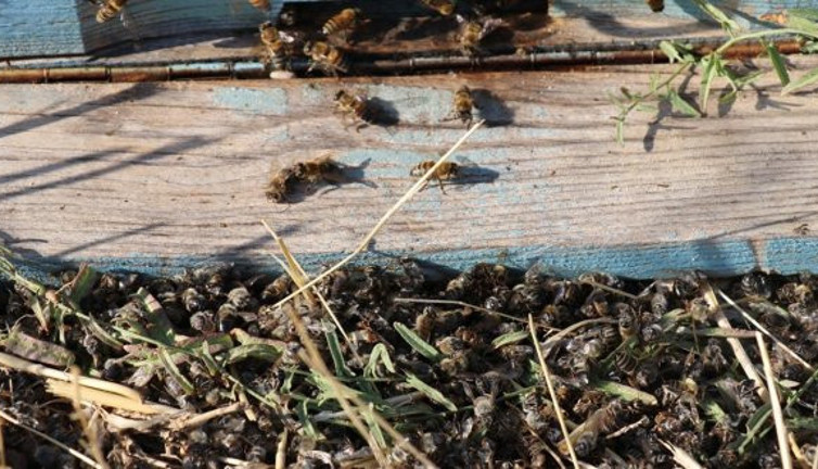 "Arı ölümleri yüzde 90'lara ulaştı"