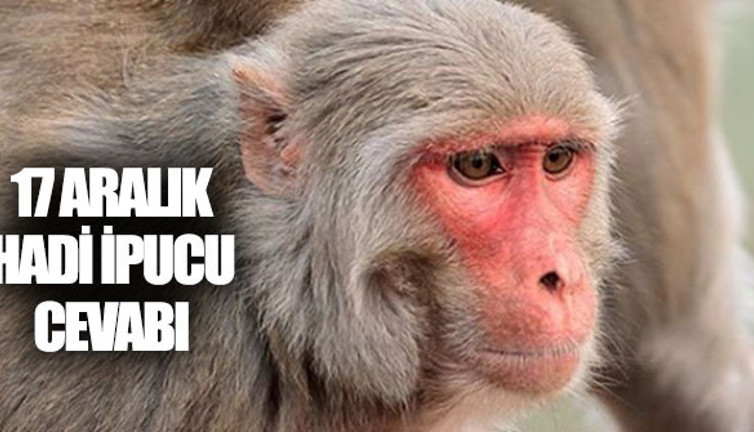 RH harfleri hangi hayvanın adının kısaltmasıdır? Hadi İpucu Cevabı