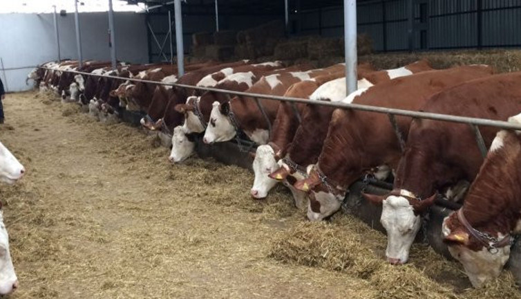 15 bin damızlık ineği kesime gönderdiler!