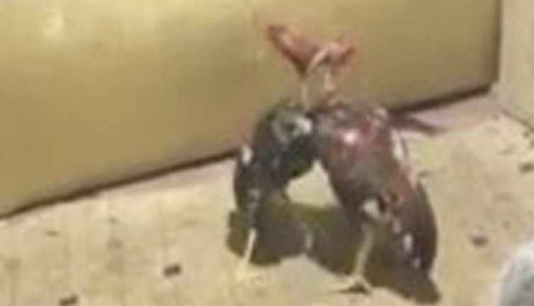 Horoz dövüşüne polis baskını: 3 gözaltı