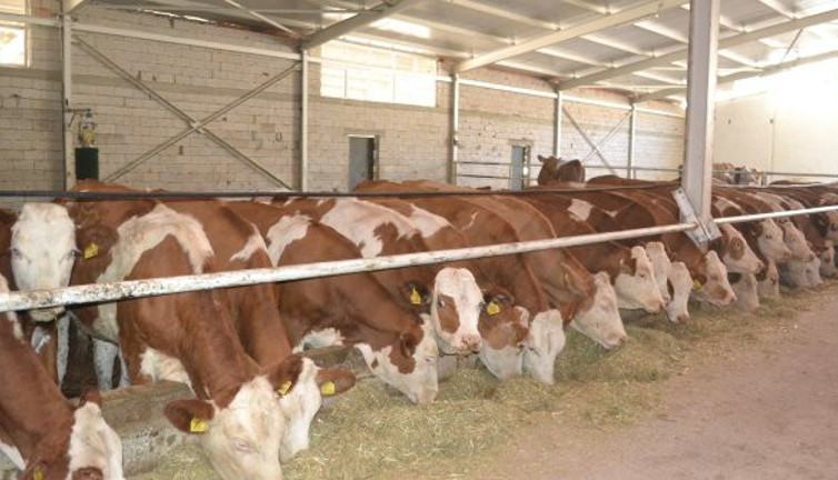 Et ithalatına karşı kurulan merkezler iflasın eşiğinde