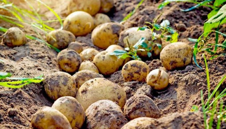 "Depolarda 400 bin ton patates var!"