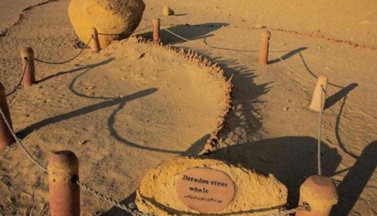 Mısır çöllerindeki 40 milyon yıllık balina fosilleri