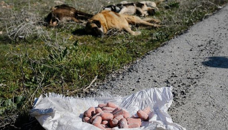 Ankara İncek'te köpek katliamı