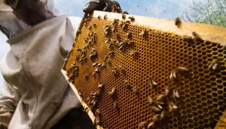 Arı ölümleri üreticiyi korkuttu
