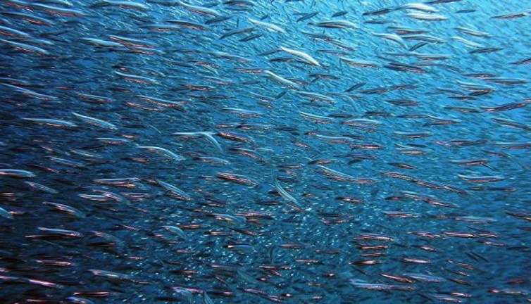 ‘Yağlı balıkların aşırı tüketimi, erken ölüm riskini artırıyor’