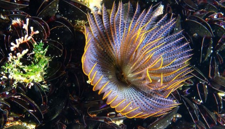 İzmir Körfezi'nde yeni boru kurdu türü (07 Haziran 2019)