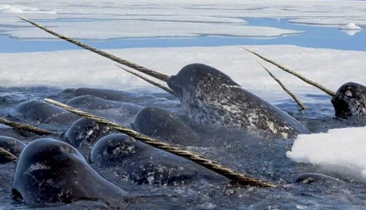 25 binden fazla canlı türü tehdit altında