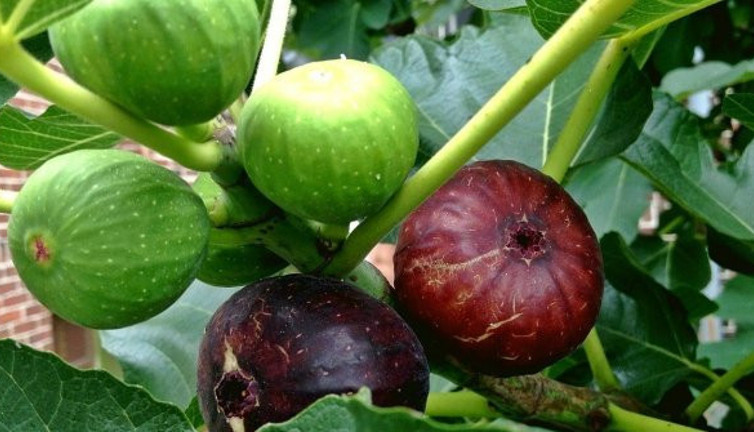 İncir yaprakları koroner kalp hastalığını önlüyor