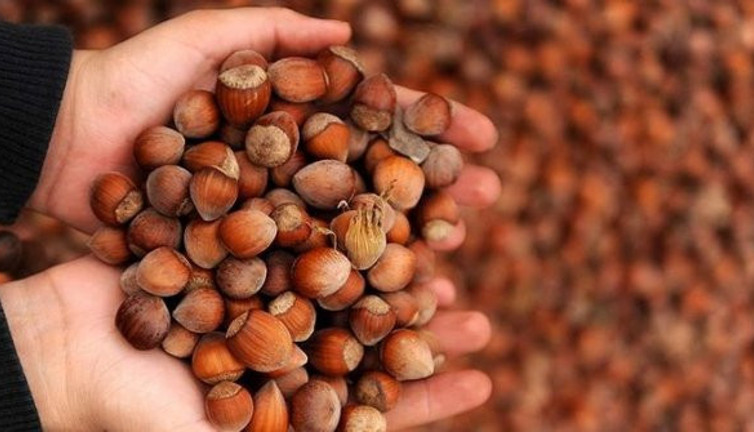 FİSKOBİRLİK TMO adına fındık alımına başlıyor