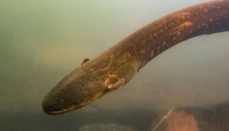 Dünyanın en güçlü elektrikli yılan balığı! 860 volt...