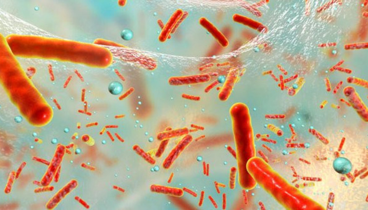 Bu bakteri pet ve naylonu parçalayabiliyor!