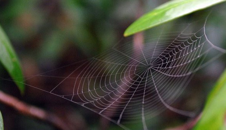 2019'da 71 yeni canlı türü keşfedildi!
