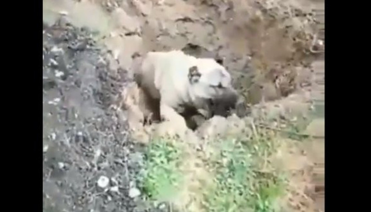 Hatay'daki vahşet sosyal medyayı ayağa kaldırdı