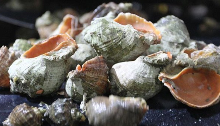 İlkel insanlar deniz kabularından alet yapmışlar!