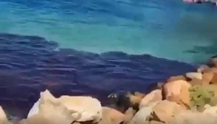 Kaçan köpek balığı da... Kovalayan hangi balık