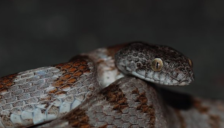 Kedi gözlü yılan ilk kez Kahramanmaraş'ta görüntülendi