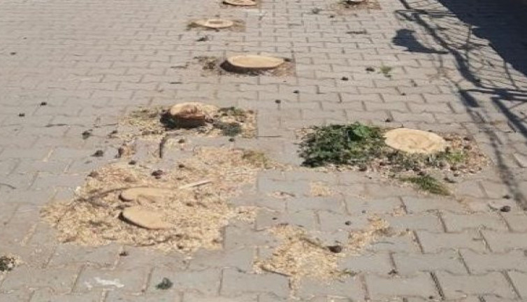 'Karesi Kaymakamının evine kapı açmak için ağaç kesildi' iddiası